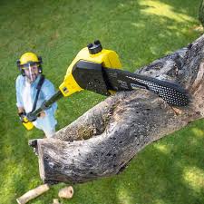 Frankfort, OH Tree Removal and Landscaping Services Company